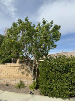 Tree trimming -la Quinta 760-972-7873