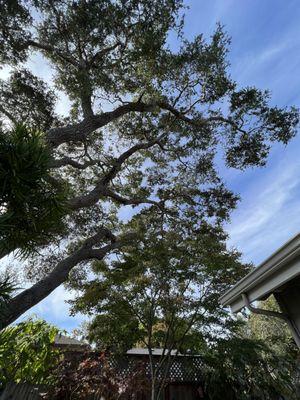 Oak is the highest, with Japanese Maple underneath.