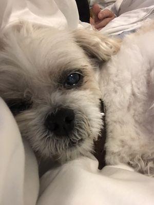 The next day after his grooming this cute happy boy still reflecting on this wonderful experience with Caitlin !! Thanks Caitlin !!!