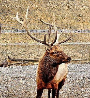 Beautiful bull elk!