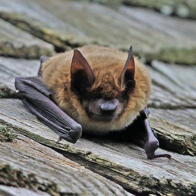 Bat on roof.