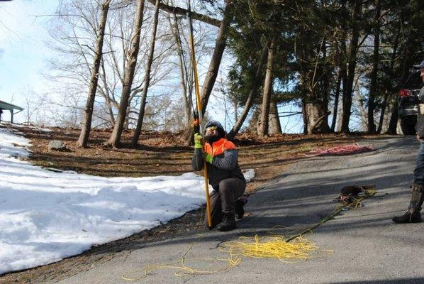 setting the throwline in the crown of a tree for removal.