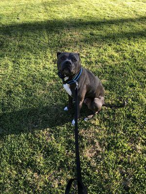 Not moving out of his sit command at a busy park-looking right at me waiting for his next command. :)