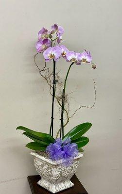 Orchids are my favorite. Call WinterPast Flowers and send someone special a double stemmed orchid.