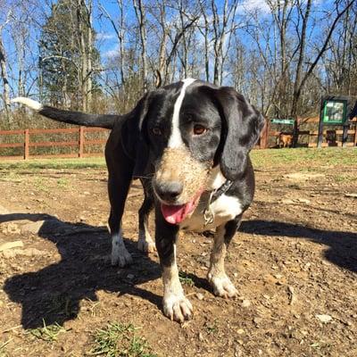 Dottie getting dirty at the dog park.