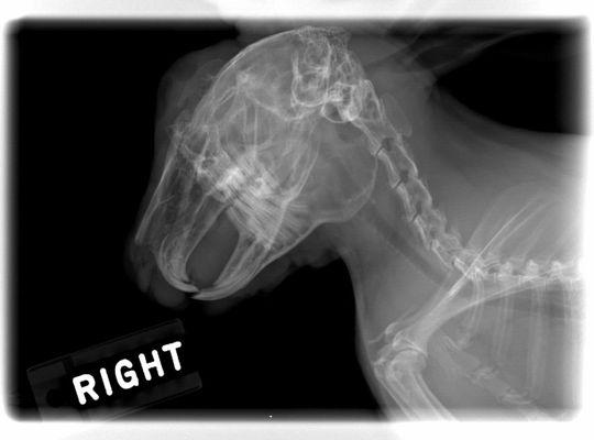 Skull x-ray on a rabbit