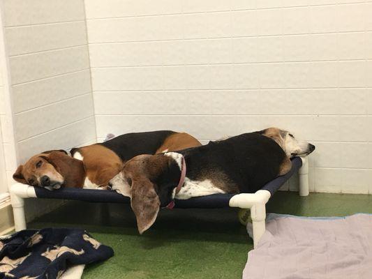 "Heads and tails" of three sleeping Basset Hounds!