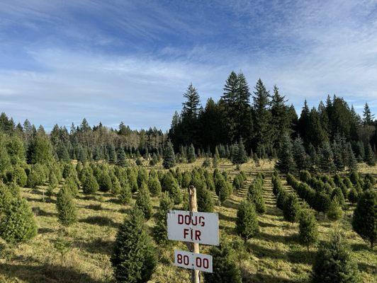 Pilchuck Secret Valley Christmas Tree Farm