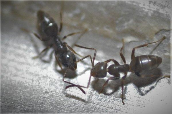 Odorous House Ant