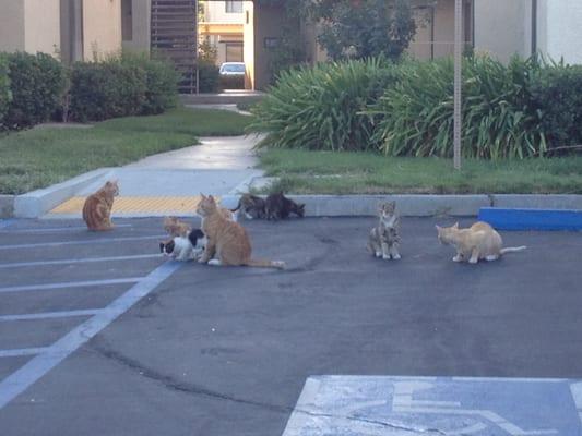 A fraction of the stray cats on the property.