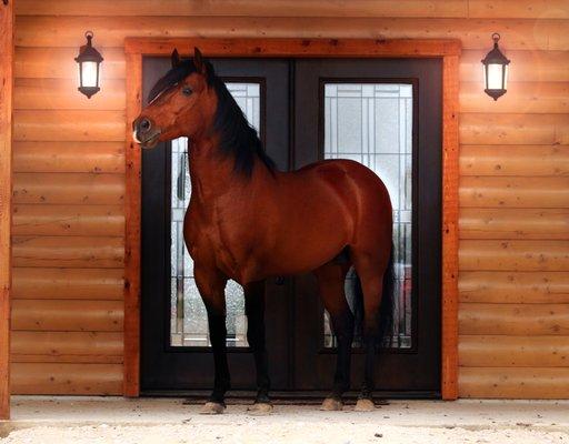 Our Paso stallion in front of the Log House