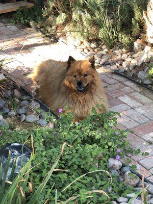 Sheenah the wonder chow Thank you Dr Darrow for saving her life again!