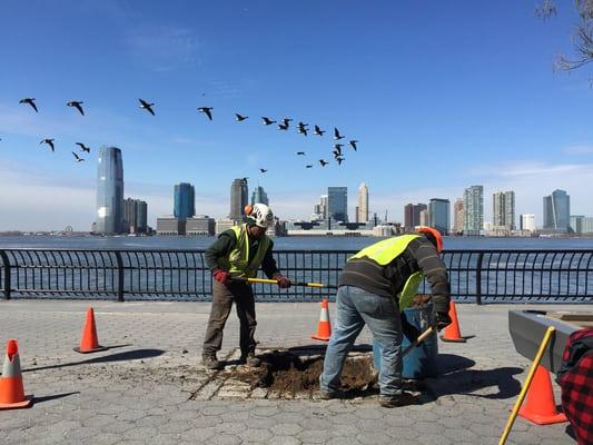 Replanting a tree on Liberty Island