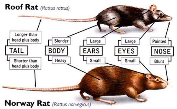 Rodent Identification