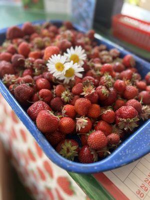 Barefoot Farm