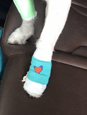 The bandage on my pups foot after having a dew claw removed. So sweet and a true representation of this office, they really love pets.