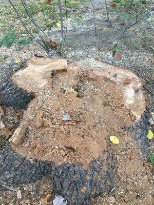 Rotted Pine Tree