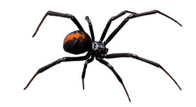 Spider Extermination in Arizona