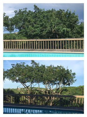 View of trees before and after