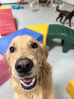 Doggy Daycare at Flying High Pet Resort