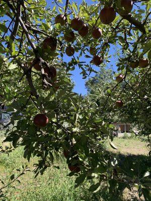 Apple trees (Sep 2023)