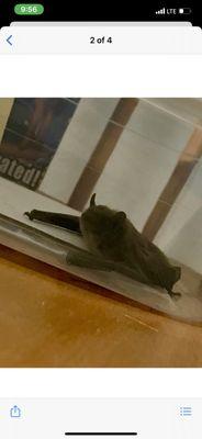 A LIVE BAT FROM INSIDE MY CONDO MANAGED BY SENTRY, multiple units garages and HOMES have bats entering through various access on exterior