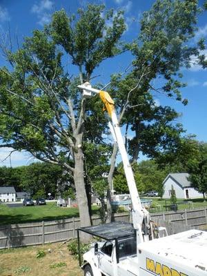 Tree pruing - Removing a tree limb from an ash tree