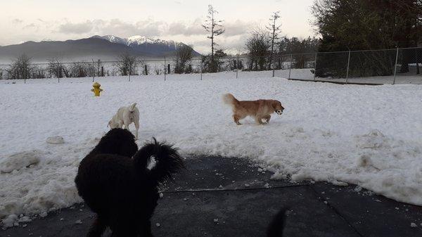 Little snow won't stop the fun for these pups