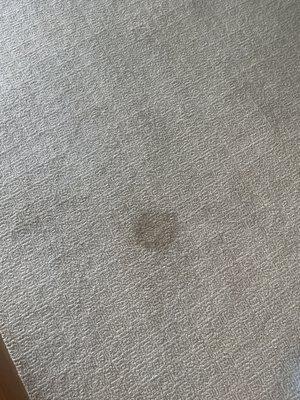 Perfect circle stain....