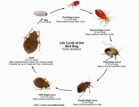 We are experts at breaking the Bedbug Lifecycle