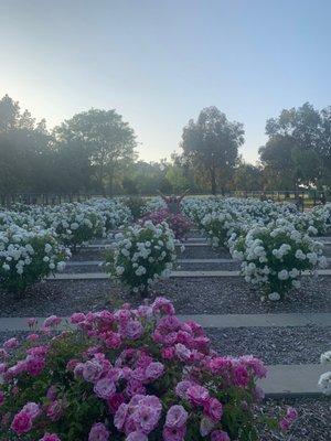 Rows of white and hybrid color roses