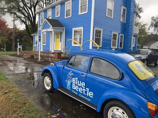 Blue Beetle Pest Control