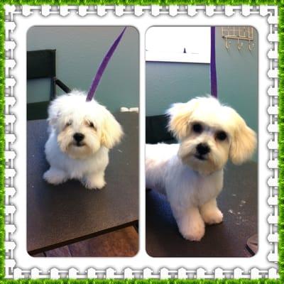 Rascal before and after I groomed him.