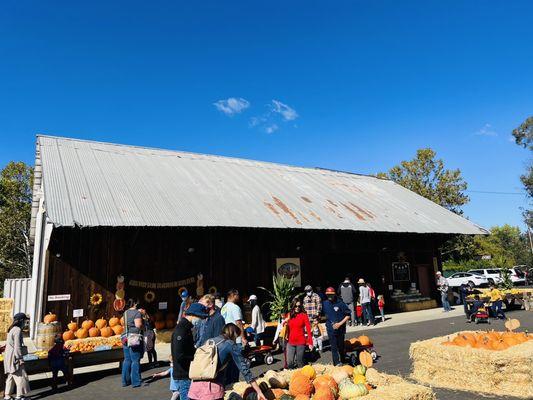 Little barn with more pumpkin varieties