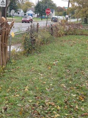 Inside look at how we cut those larger weeds from fence.