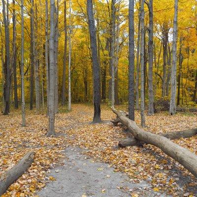 Avon Town Hall Park Trail. Nicely paved, though during the Fall obstacles can show up.