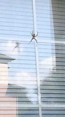 Spider in the complex.