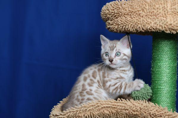 snow mink Bengal