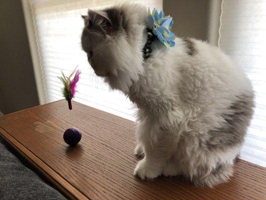 Minnow with he's new toy and flower from Earthwise