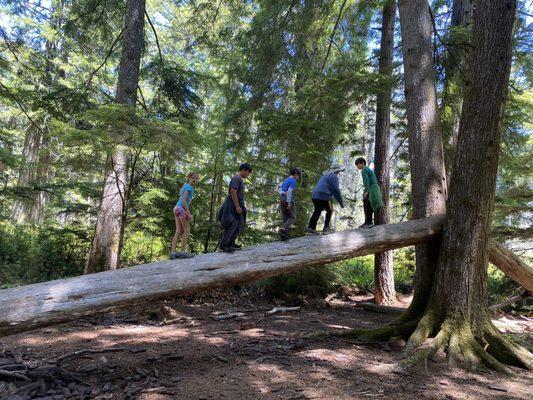 Walking to a redwood fallen tree.