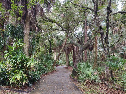 Shady Florida native forest in Crane Creek watershed along nature trail