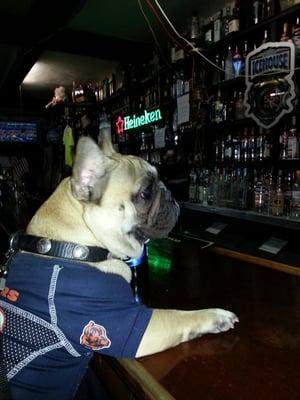 Ace was trained so well that he can order me a beer at the bar. Kidding aside, he is a well trained/behaved dog.