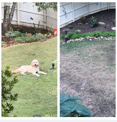 Pic on left last summer.  Pic on right today   The dog was not the culprit as he was only visiting.