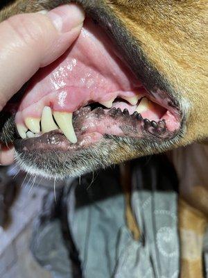 Missing tooth from his probable gnawing in cage.