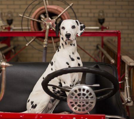 Molly the Museum Dog, the FASNY Museum of Firefighting's resident Dalmatian and mascot. She is a certified therapy dog.