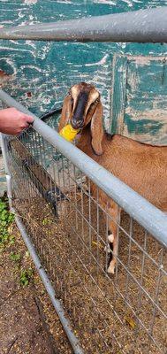 Lattin's Country Cider Mill & Farm