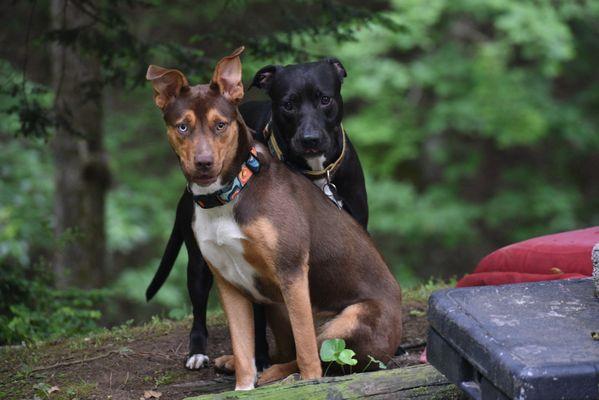 Bruno and his lady Carmella