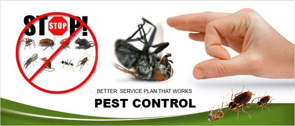 Get rid of unwanted pest