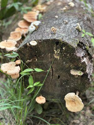 Mushrooms on the forest trail