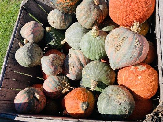 Gourds and squashes.